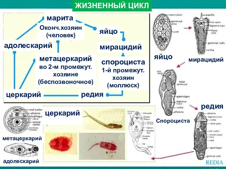 марита Оконч.хозяин (человек) яйцо мирацидий спороциста 1-й промежут. хозяин (моллюск) редия