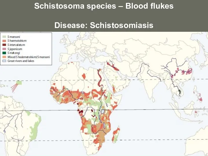 Schistosoma species – Blood flukes Disease: Schistosomiasis