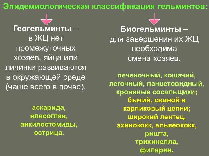 Эпидемиологическая классификация гельминтов: Геогельминты – в ЖЦ нет промежуточных хозяев, яйца