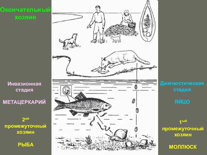 Окончательный хозяин 1ый промежуточный хозяин МОЛЛЮСК 2ой промежуточный хозяин РЫБА Инвазионная стадия МЕТАЦЕРКАРИЙ Диагностическая стадия ЯЙЦО