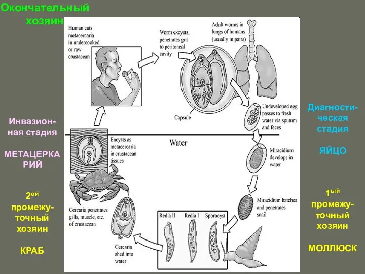 Окончательный хозяин 1ый промежу-точный хозяин МОЛЛЮСК 2ой промежу-точный хозяин КРАБ Инвазион-ная стадия МЕТАЦЕРКАРИЙ Диагности-ческая стадия ЯЙЦО