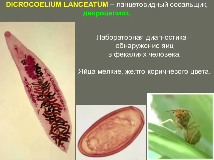 DICROCOELIUM LANCEATUM – ланцетовидный сосальщик, дикроцелиоз. Лабораторная диагностика – обнаружение яиц