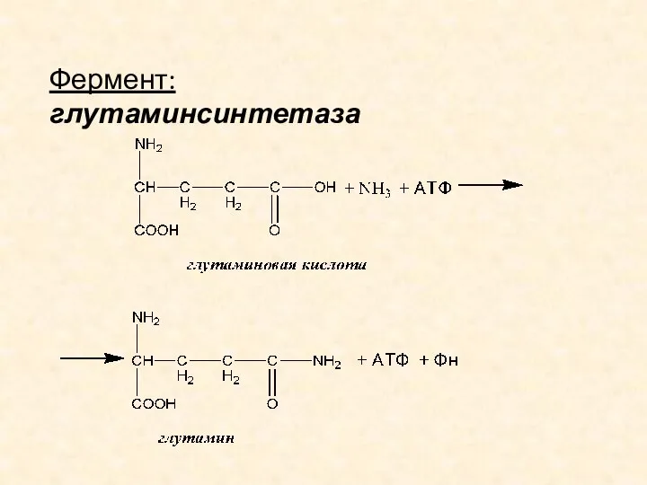 Фермент: глутаминсинтетаза