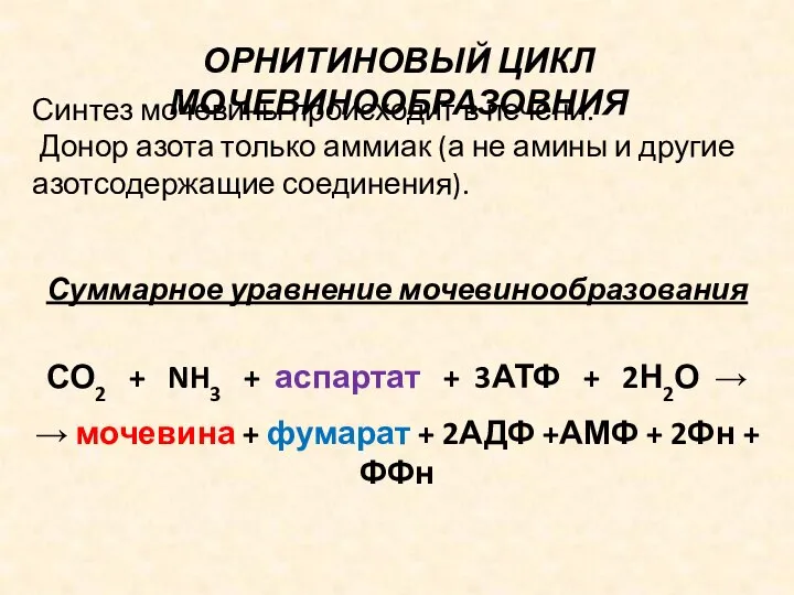 ОРНИТИНОВЫЙ ЦИКЛ МОЧЕВИНООБРАЗОВНИЯ Синтез мочевины происходит в печени. Донор азота только