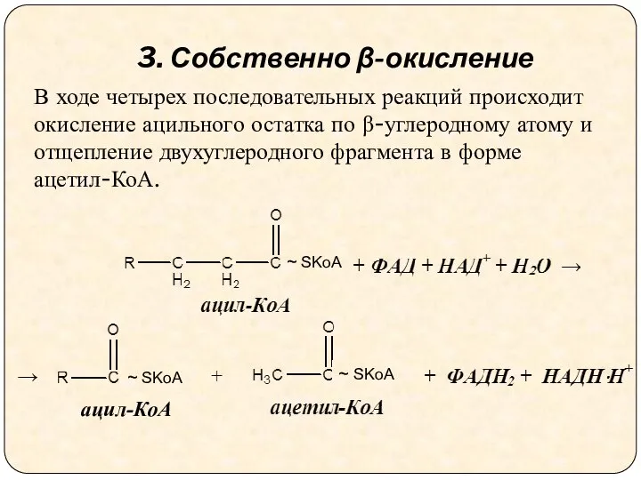 В ходе четырех последовательных реакций происходит окисление ацильного остатка по β-углеродному