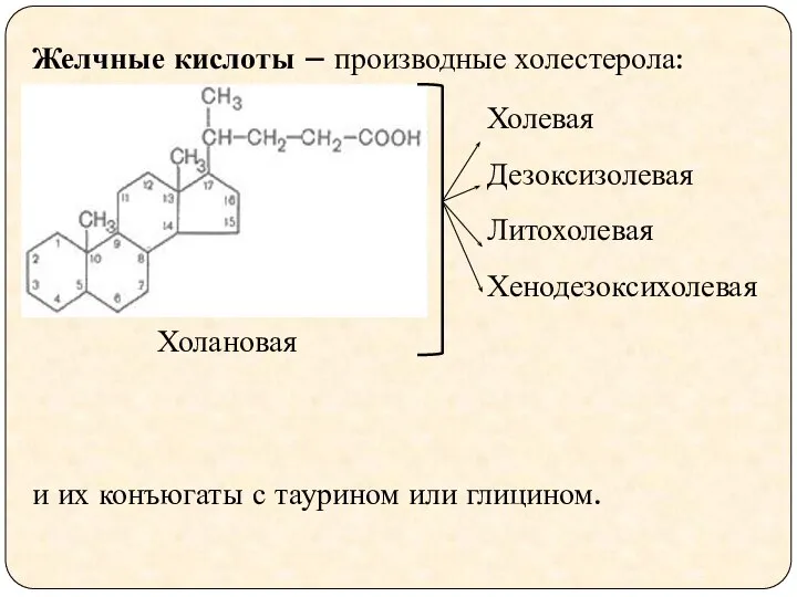 Желчные кислоты – производные холестерола: и их конъюгаты с таурином или глицином.
