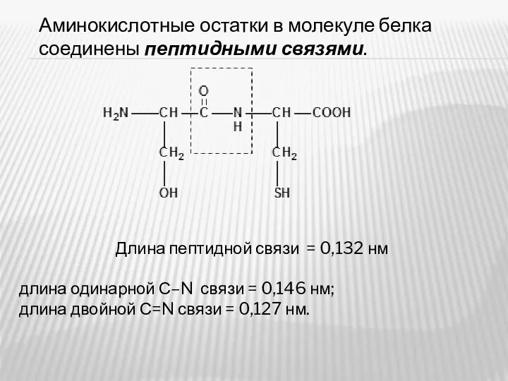 Аминокислотные остатки в молекуле белка соединены пептидными связями. Длина пептидной связи