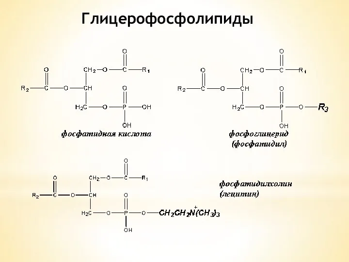 Глицерофосфолипиды