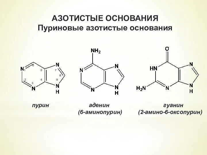 АЗОТИСТЫЕ ОСНОВАНИЯ Пуриновые азотистые основания