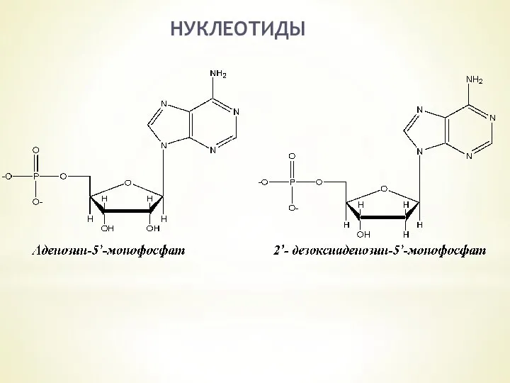 НУКЛЕОТИДЫ