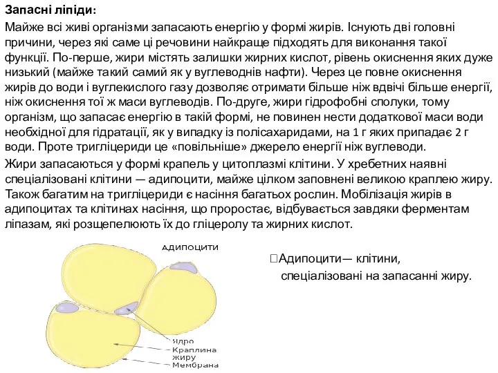 Запасні ліпіди: Майже всі живі організми запасають енергію у формі жирів.