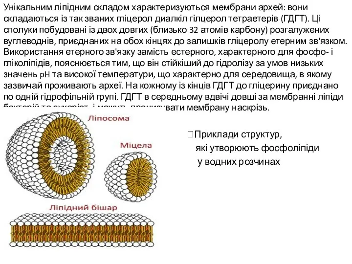 Унікальним ліпідним складом характеризуються мембрани архей: вони складаються із так званих