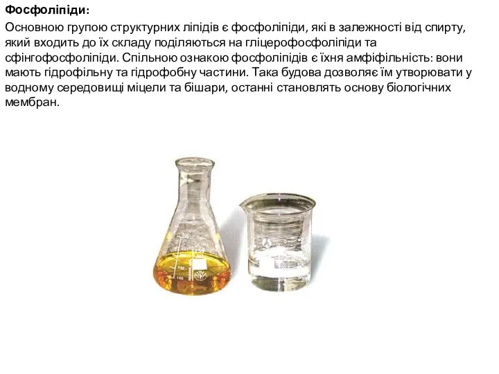 Фосфоліпіди: Основною групою структурних ліпідів є фосфоліпіди, які в залежності від