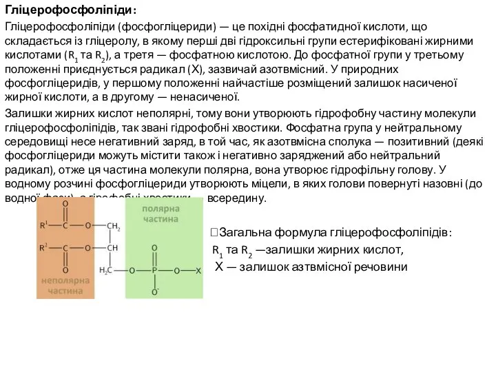 Гліцерофосфоліпіди: Гліцерофосфоліпіди (фосфогліцериди) — це похідні фосфатидної кислоти, що складається із