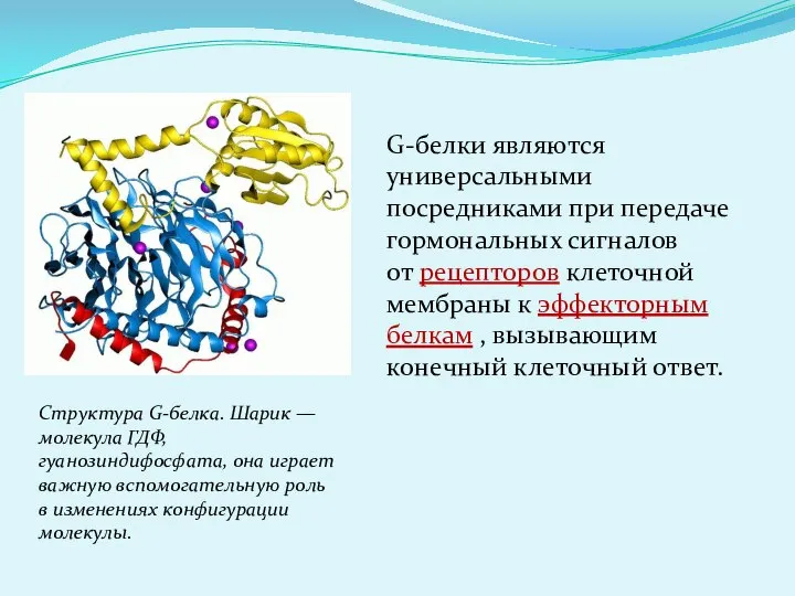 G-белки являются универсальными посредниками при передаче гормональных сигналов от рецепторов клеточной