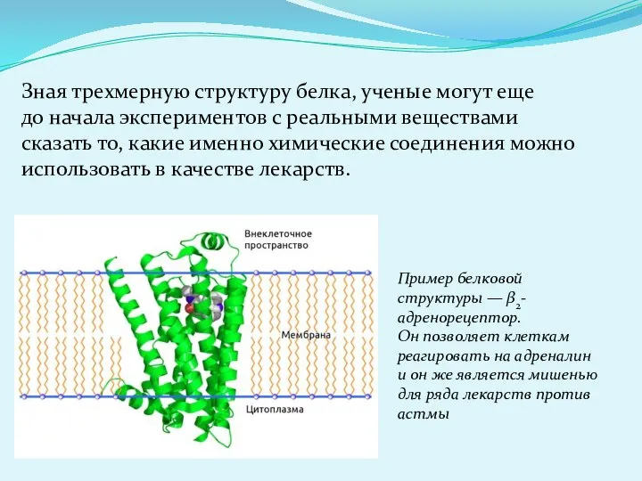 Пример белковой структуры — β2-адренорецептор. Он позволяет клеткам реагировать на адреналин