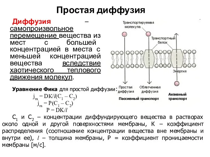 Простая диффузия Диффузия – самопроизвольное перемещение вещества из мест с большей