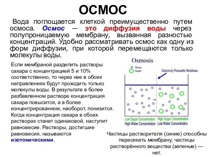 ОСМОС Вода поглощается клеткой преимущественно путем осмоса. Осмос — это диффузия