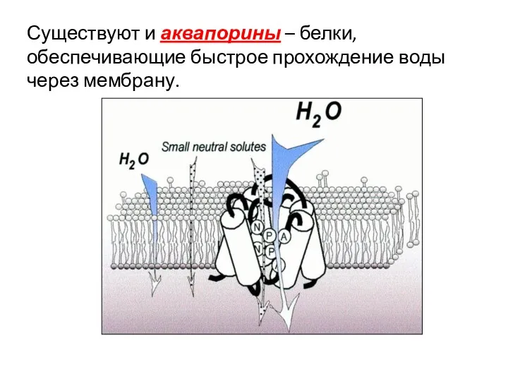 Существуют и аквапорины – белки, обеспечивающие быстрое прохождение воды через мембрану.