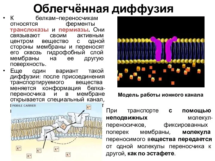 Облегчённая диффузия К белкам–переносчикам относятся ферменты транслоказы и пермиазы. Они связывают