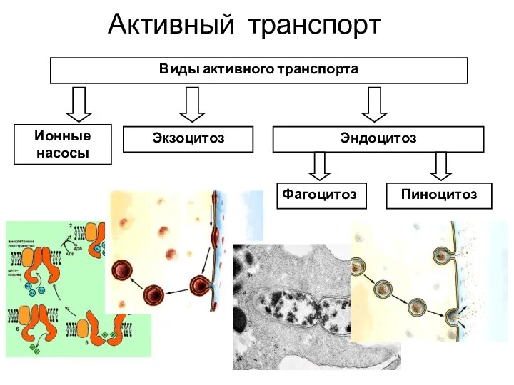 Активный транспорт Виды активного транспорта Ионные насосы Экзоцитоз Эндоцитоз Фагоцитоз Пиноцитоз