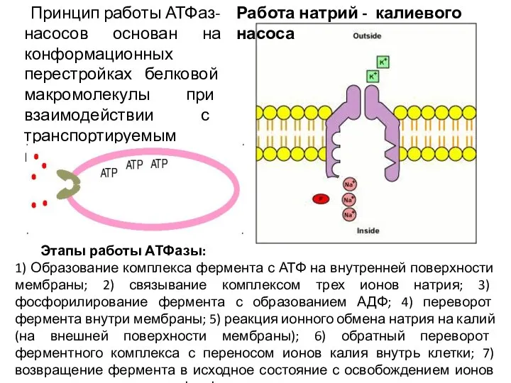 Принцип работы АТФаз-насосов основан на конформационных перестройках белковой макромолекулы при взаимодействии