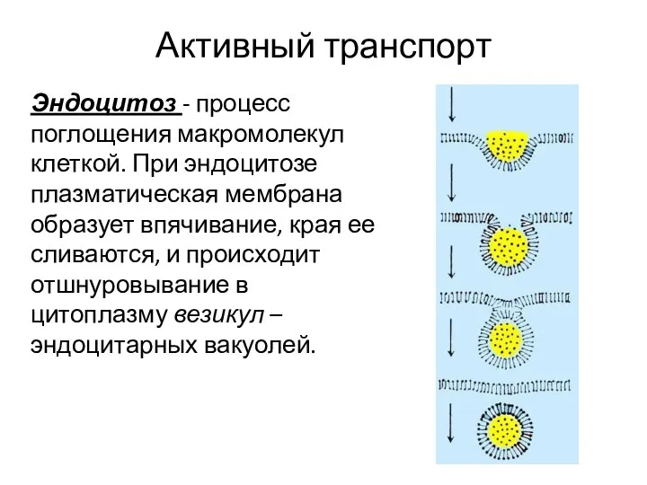 Активный транспорт Эндоцитоз - процесс поглощения макромолекул клеткой. При эндоцитозе плазматическая