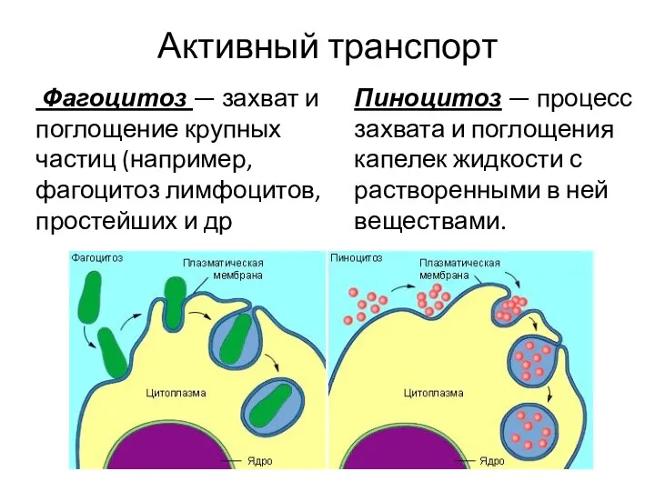 Активный транспорт Фагоцитоз — захват и поглощение крупных частиц (например, фагоцитоз