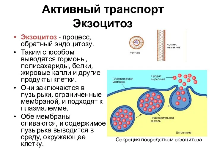 Активный транспорт Экзоцитоз Экзоцитоз - процесс, обратный эндоцитозу. Таким способом выводятся