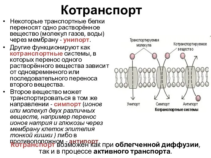 Котранспорт Некоторые транспортные белки переносят одно растворённое вещество (молекул газов, воды)