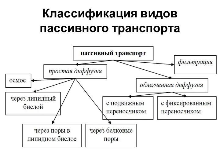 Классификация видов пассивного транспорта