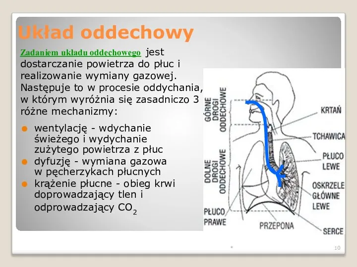 * Układ oddechowy wentylację - wdychanie świeżego i wydychanie zużytego powietrza