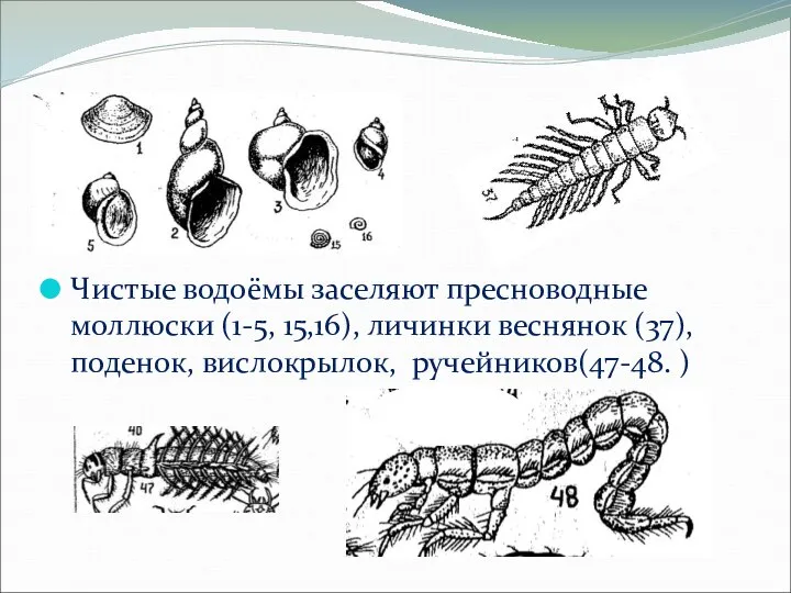 Чистые водоёмы заселяют пресноводные моллюски (1-5, 15,16), личинки веснянок (37), поденок, вислокрылок, ручейников(47-48. )