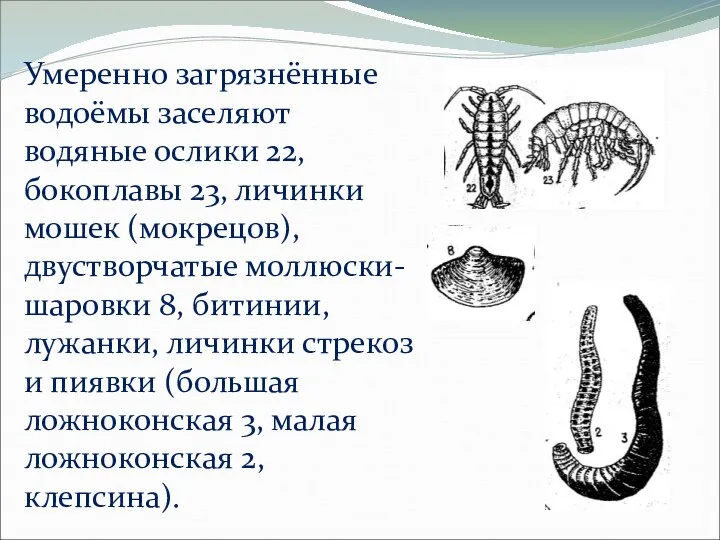 Умеренно загрязнённые водоёмы заселяют водяные ослики 22, бокоплавы 23, личинки мошек