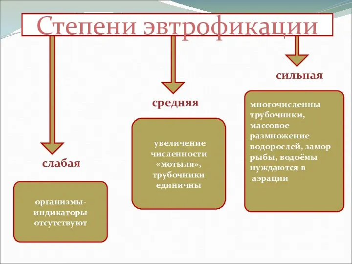 многочисленны трубочники, массовое размножение водорослей, замор рыбы, водоёмы нуждаются в аэрации