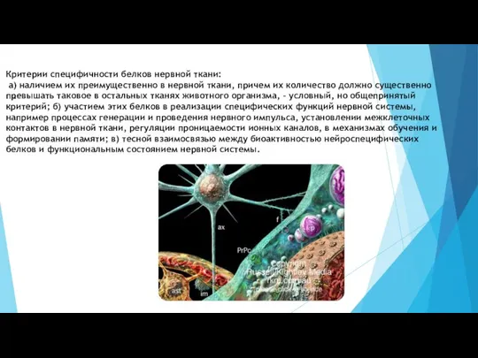 Критерии специфичности белков нервной ткани: а) наличием их преимущественно в нервной