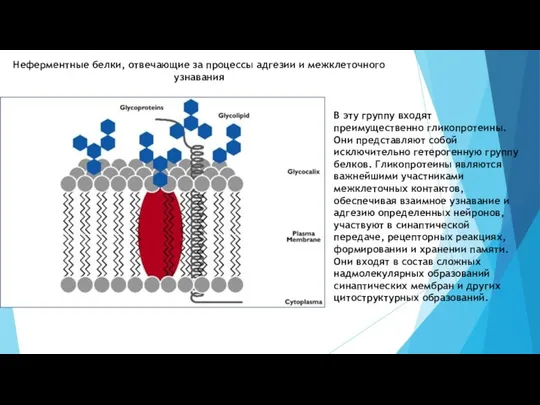 Неферментные белки, отвечающие за процессы адгезии и межклеточного узнавания В эту