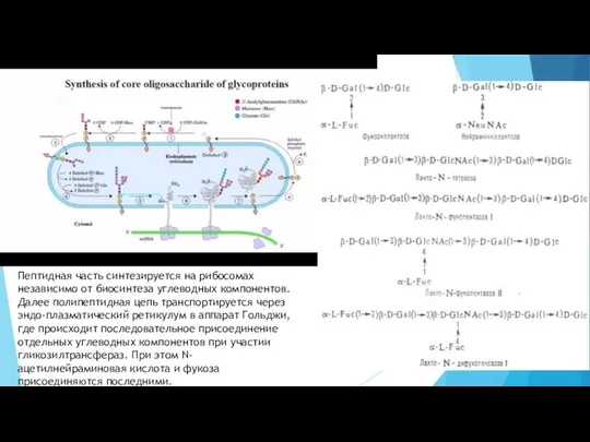 Пептидная часть синтезируется на рибосомах независимо от биосинтеза углеводных компонентов. Далее