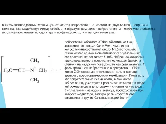 К актомиозинподобным белкам ЦНС относится нейростенин. Он состоит из двух белков