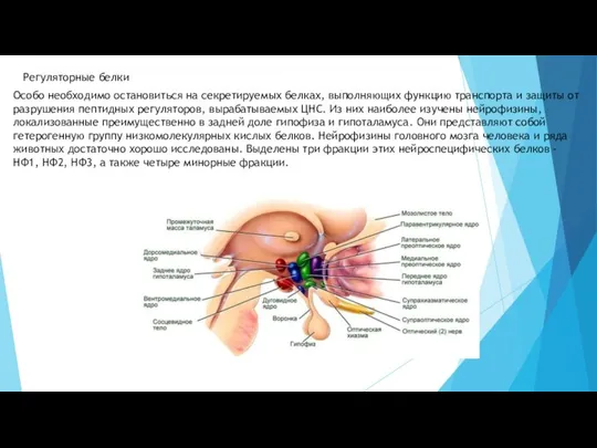 Регуляторные белки Особо необходимо остановиться на секретируемых белках, выполняющих функцию транспорта