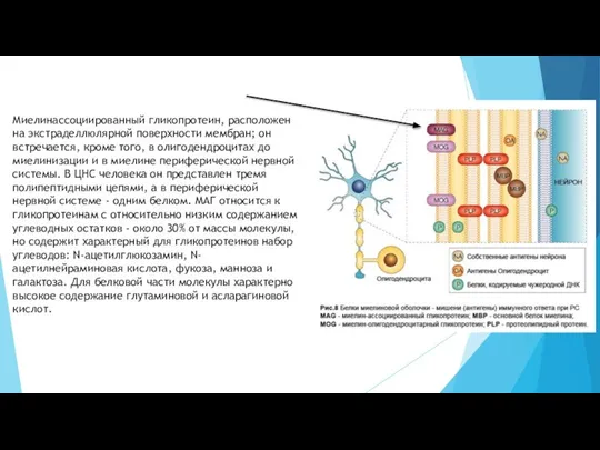 Миелинассоциированный гликопротеин, расположен на экстраделлюлярной поверхности мембран; он встречается, кроме того,