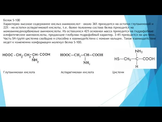 Белок S-100 Характерно высокое содержание кислых аминокислот – около 36% приходится