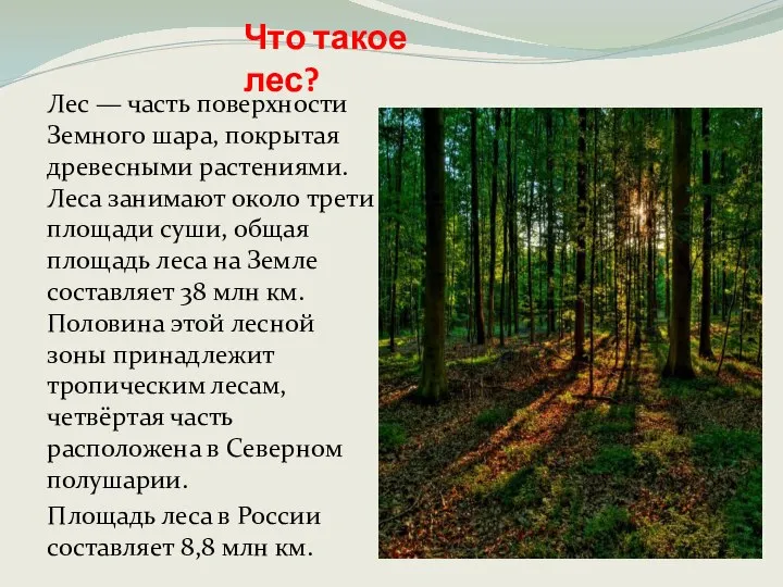 Что такое лес? Лес — часть поверхности Земного шара, покрытая древесными