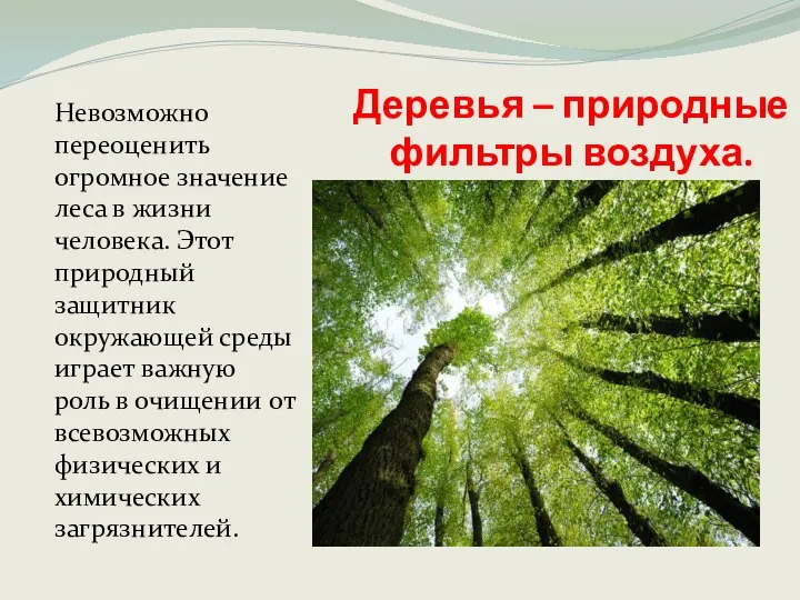 Деревья – природные фильтры воздуха. Невозможно переоценить огромное значение леса в