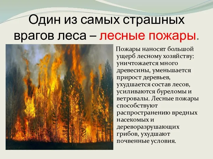 Один из самых страшных врагов леса – лесные пожары. Пожары наносят