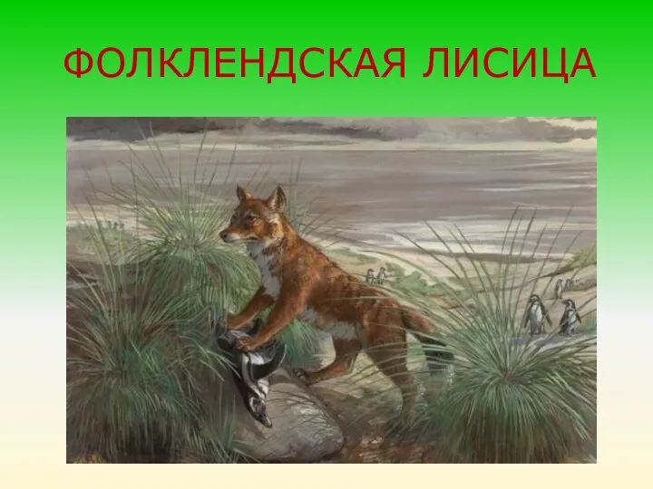 ФОЛКЛЕНДСКАЯ ЛИСИЦА