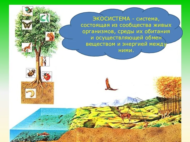 ЭКОСИСТЕМА - система, состоящая из сообщества живых организмов, среды их обитания