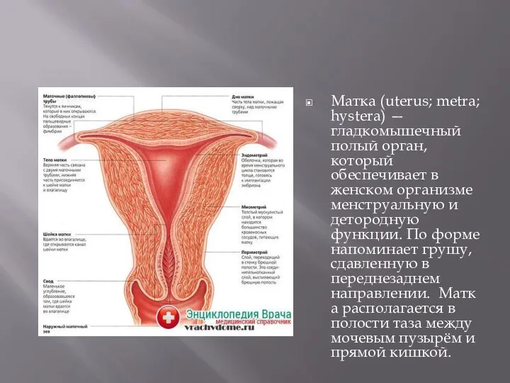 Матка (uterus; metra; hystera) — гладкомышечный полый орган, который обеспечивает в