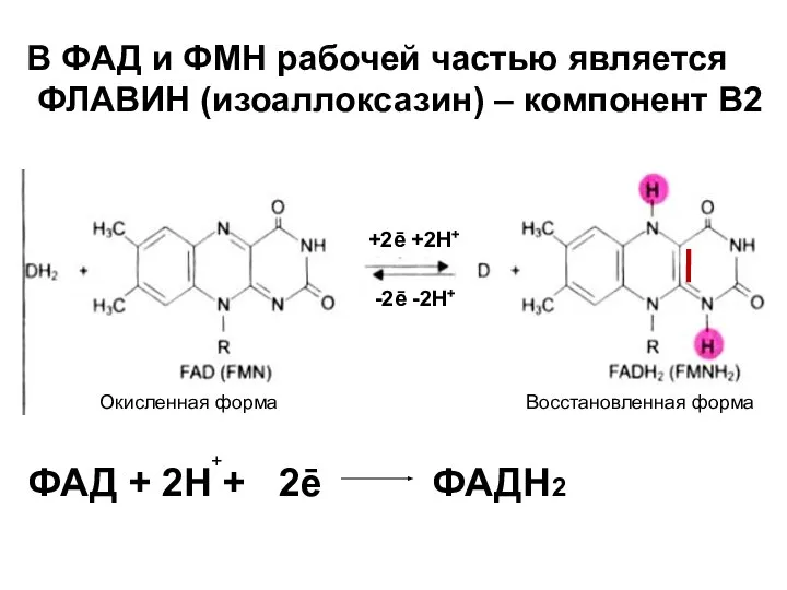 В ФАД и ФМН рабочей частью является ФЛАВИН (изоаллоксазин) – компонент