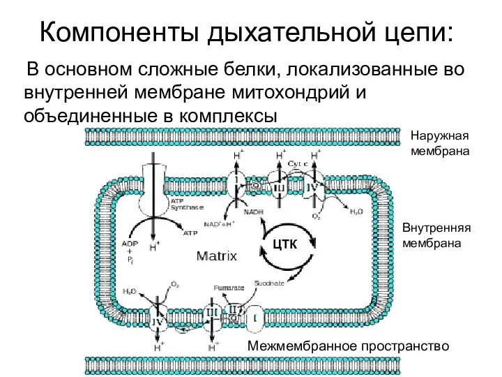 Компоненты дыхательной цепи: В основном сложные белки, локализованные во внутренней мембране